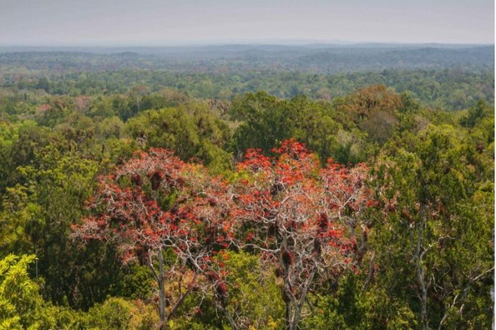 पिछले पांच वर्षों में 99,000 हेक्टेयर से अधिक वन भूमि विभिन्न परियोजनाओं के लिए उपयोग की गई